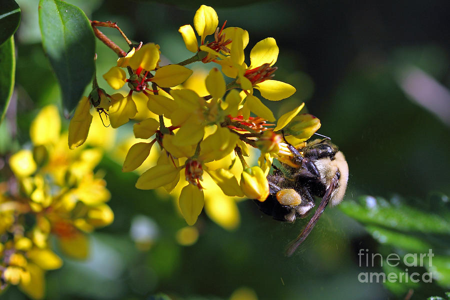 Flying Pollen - American Bumble Bee Photograph by Meg Rousher