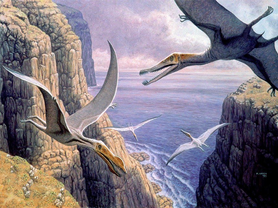 Flying Pterosaurs Photograph by Mauricio Anton