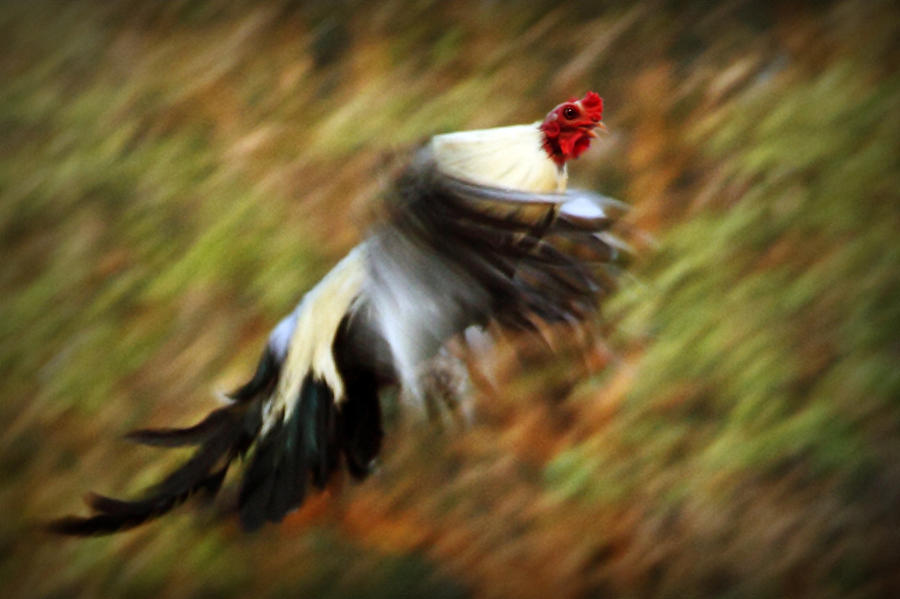 Flying Rooster Digital Art by Linda Unger