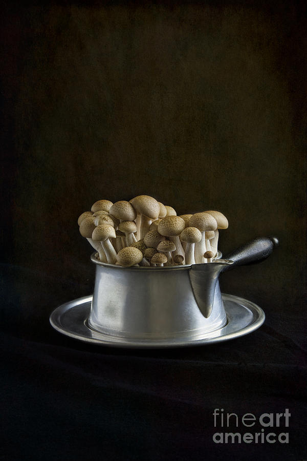 Mushroom Photograph - Flying saucer by Elena Nosyreva