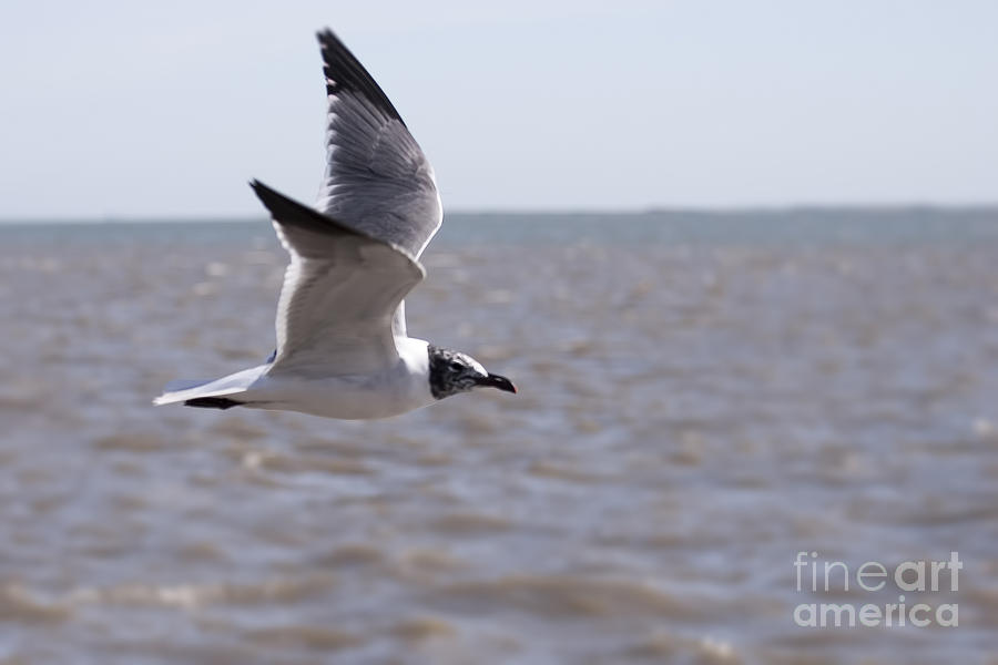 Flying Seagull Photograph by D Wallace