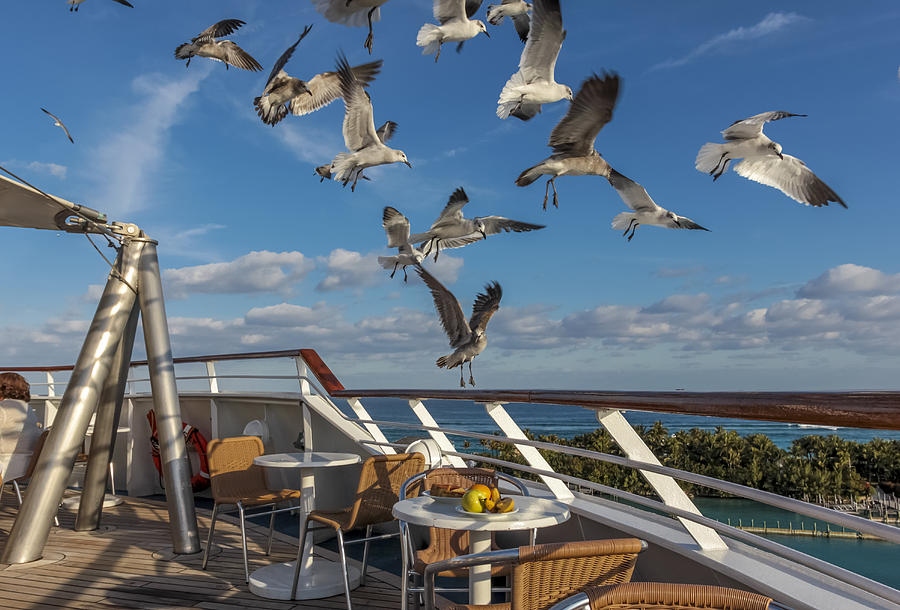 Seagull Photograph - Flying seagull in Bahamas by Jianghui Zhang