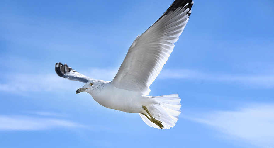 Flying Seagull Photograph by Steven Michael