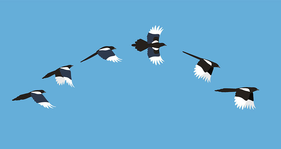Flying Sequence Of Magpie, Multiple Exposure, Vector Illustration Drawing by Hakule