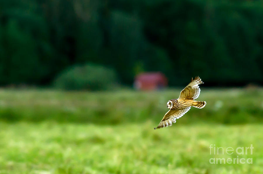 Flying Short Eared Owl Photograph by Torbjorn Swenelius