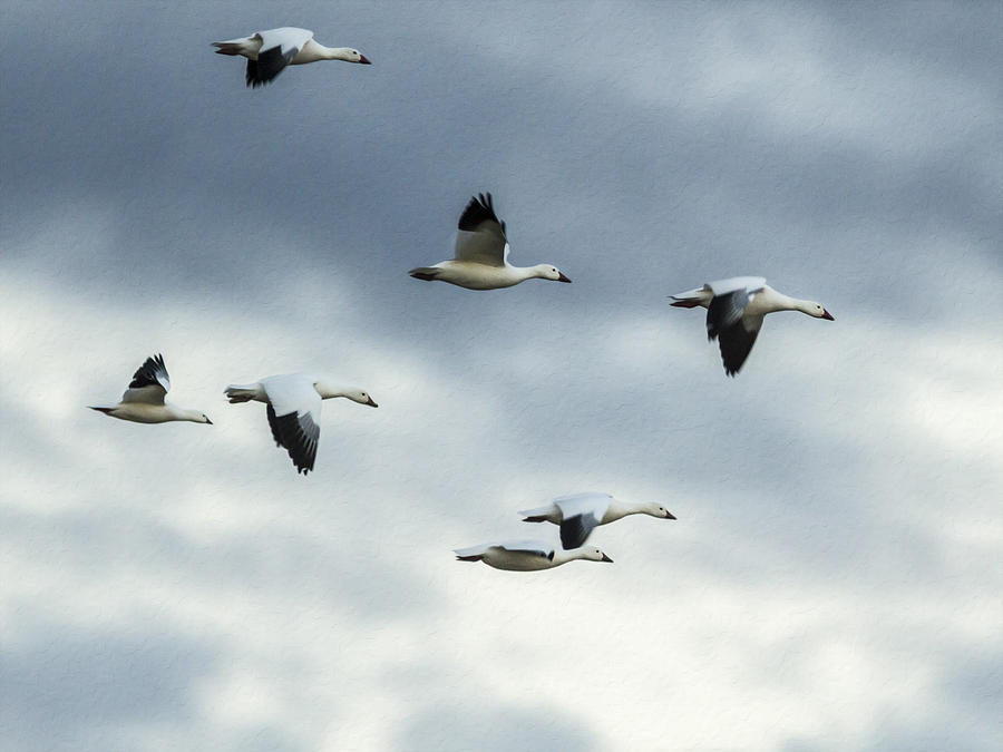 Flying Snow Geese Photograph by Jean Noren