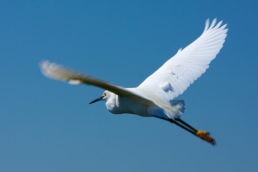 Flying Snowy Egret Photograph by Stuart Litoff