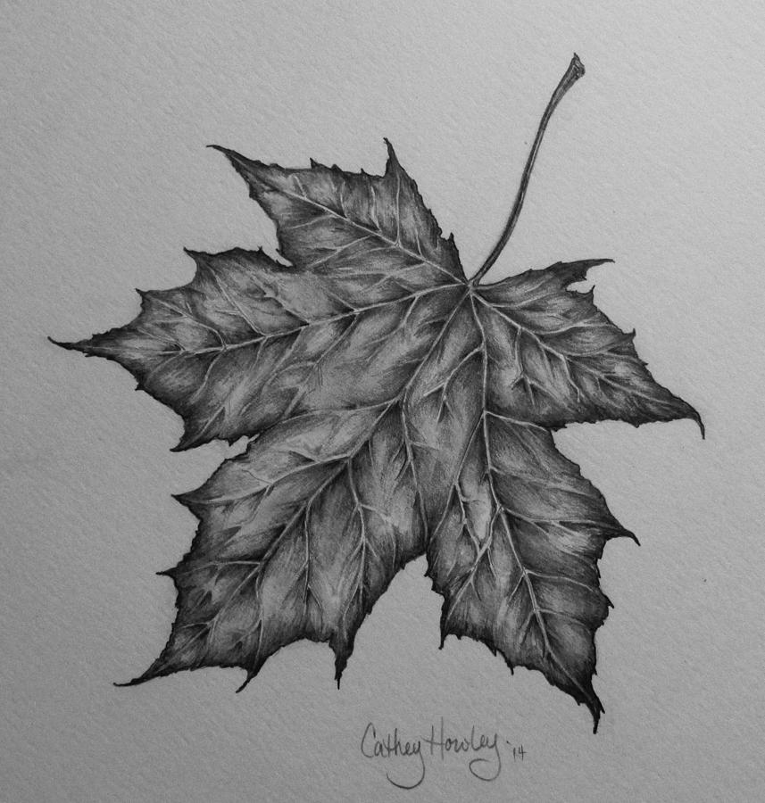 Flying Solo Drawing by Catherine Howley