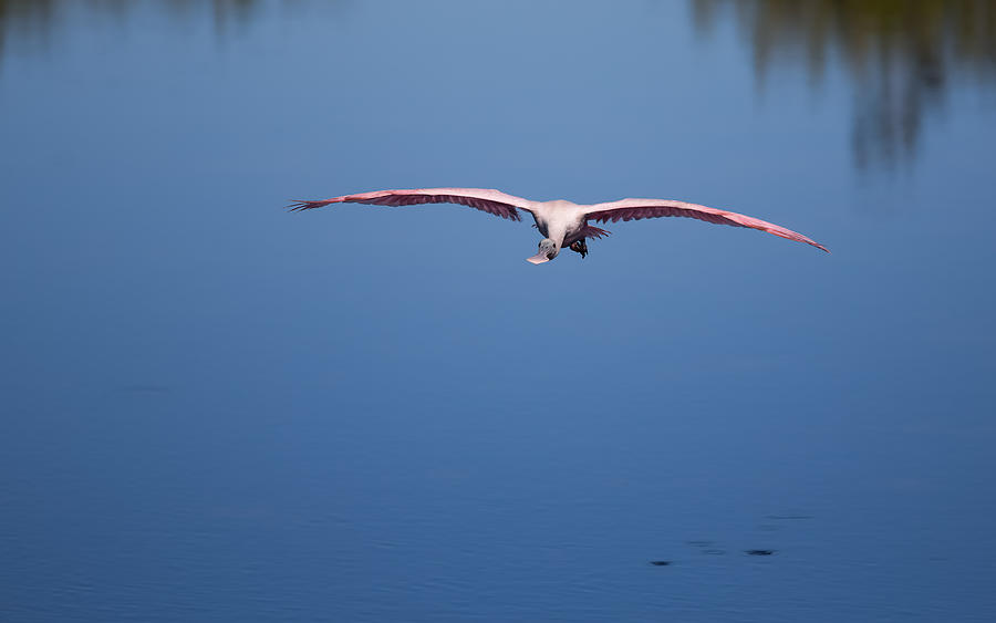 Bird Photograph - Flying Spoonbill by John M Bailey