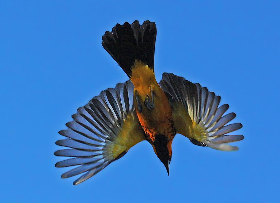 Flying Spot-Breasted Oriole Photograph by Dart Humeston