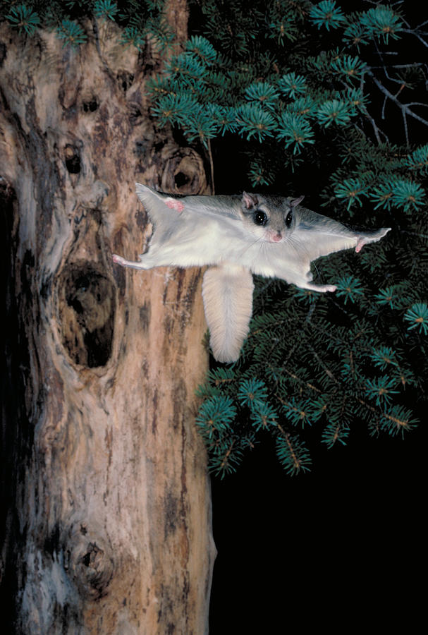 Flying Squirrel In Flight Photograph by Nicholas Bergkessel Jr