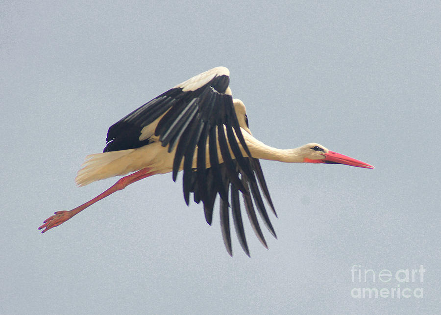 Flying Stork 2 Photograph by Rudi Prott