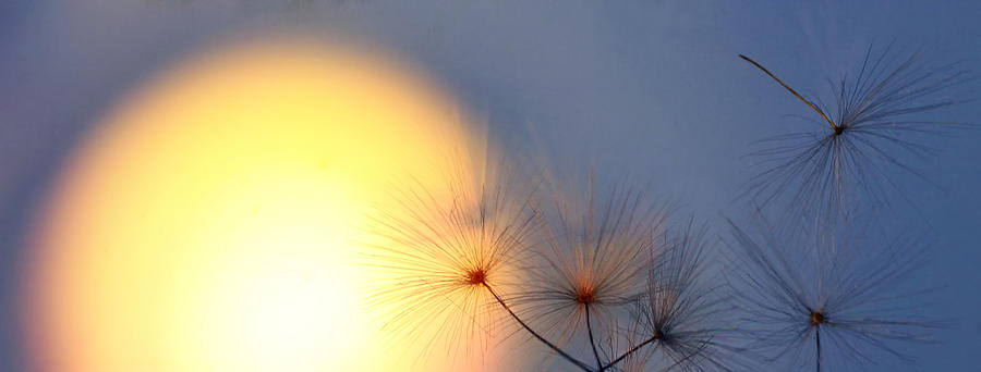 Flying sun Photograph by Kent Mathiesen - Fine Art America