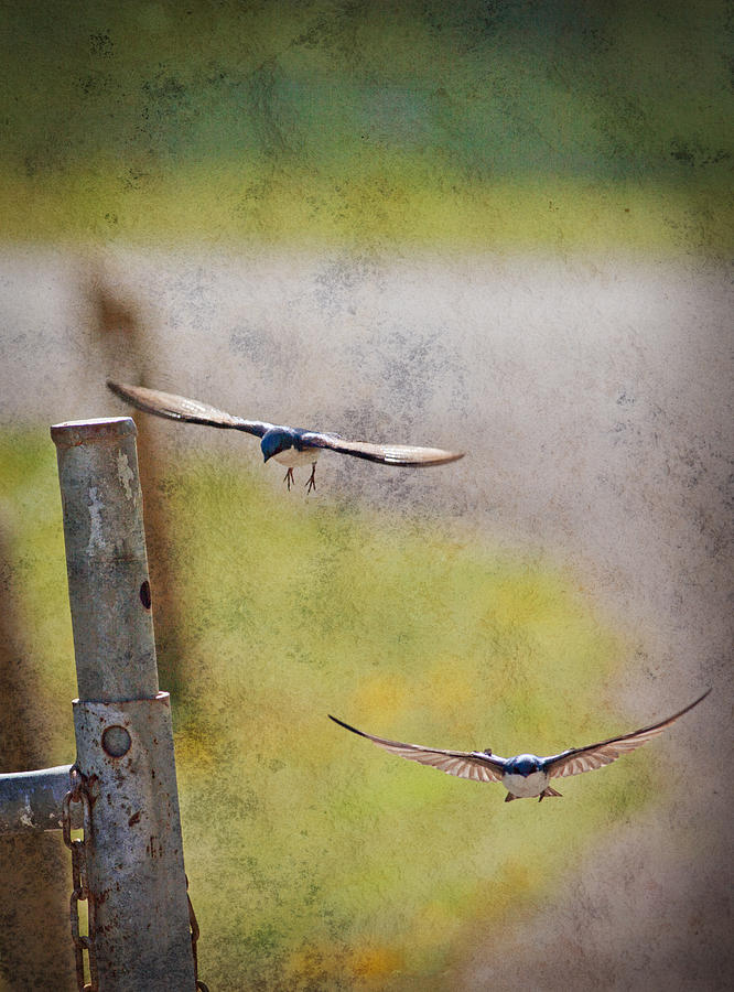 Flying Swallows Photograph