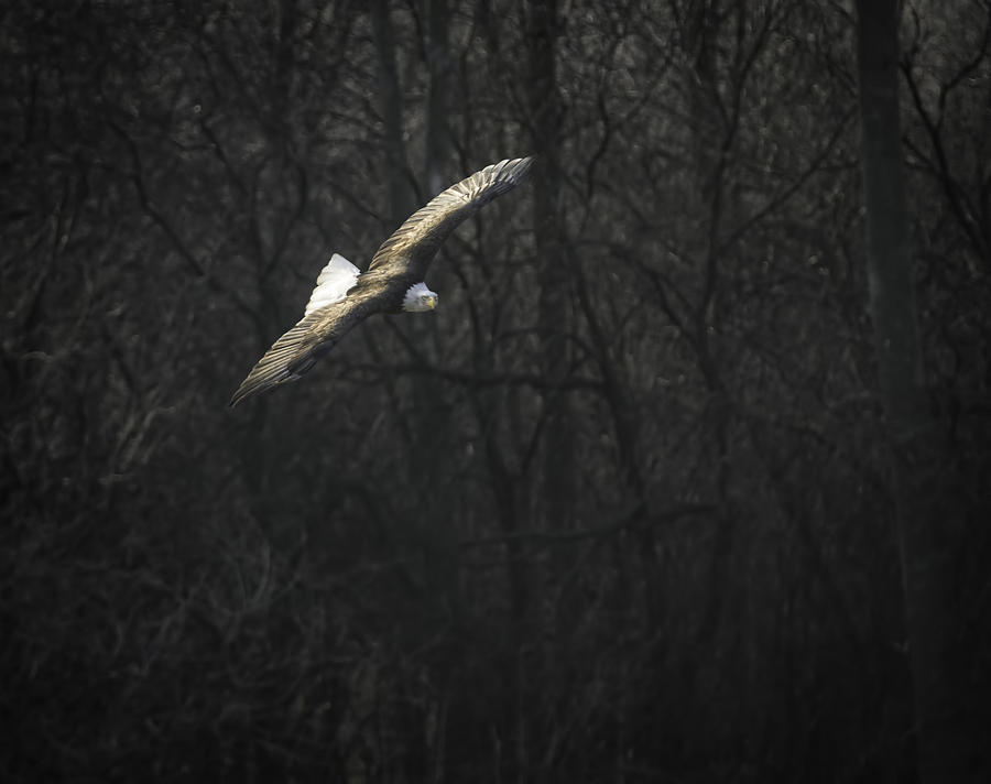 Eagle Photograph - Flying The River by Thomas Young