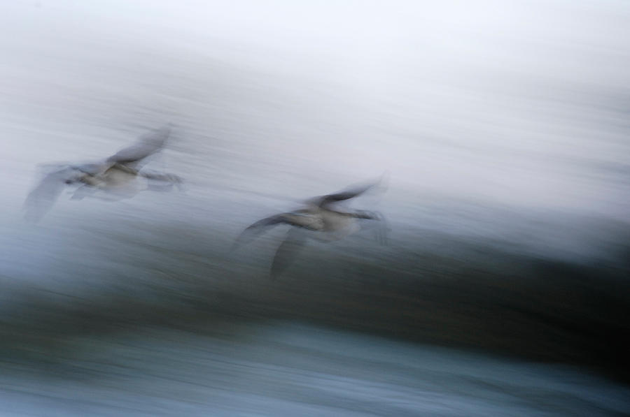 Bird Photograph - Flying through the storm by Randall Branham