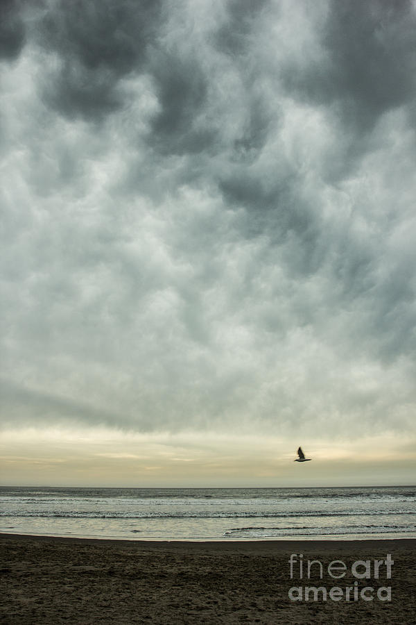Seagull Photograph - Flying by Tim Tolok