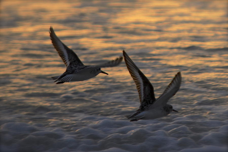 Sunset Photograph - Flying together over the Ocean by Margaret Jones