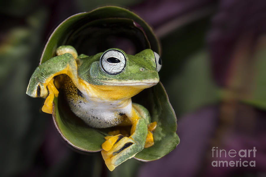 Flying Tree Frog with White Eyes Photograph by Linda D Lester