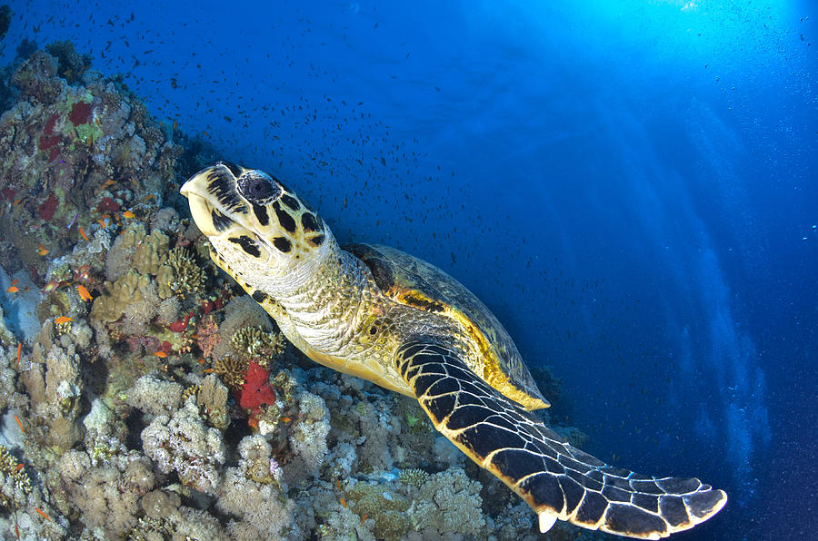 Flying turtle Photograph by Adolfo Maciocco - Pixels