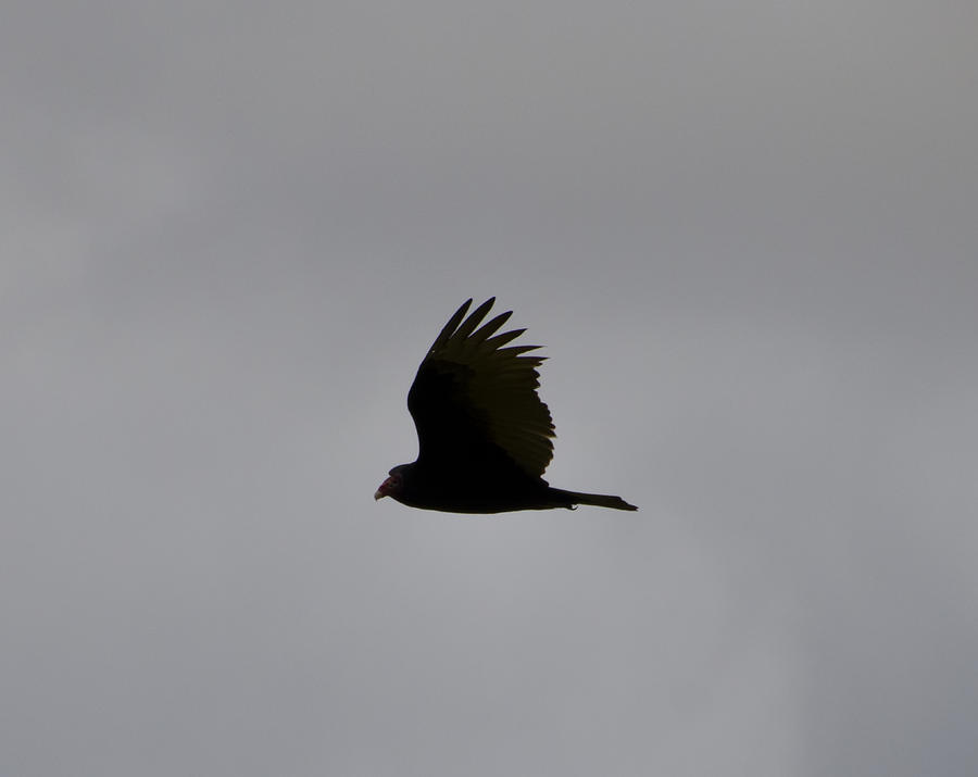 Flying Vulture Photograph By Bill Cannon - Fine Art America