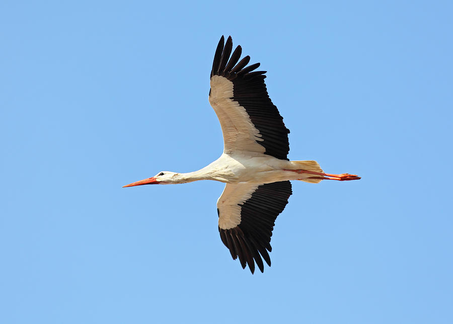 Flying White Stork Photograph by Andyworks