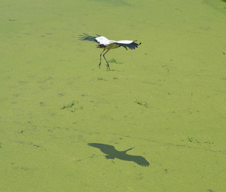 Flying Wood Stork with Shadow Photograph by Richard Bryce and Family