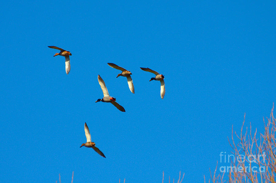 Flypast of Ducks Photograph by Jeremy Hayden