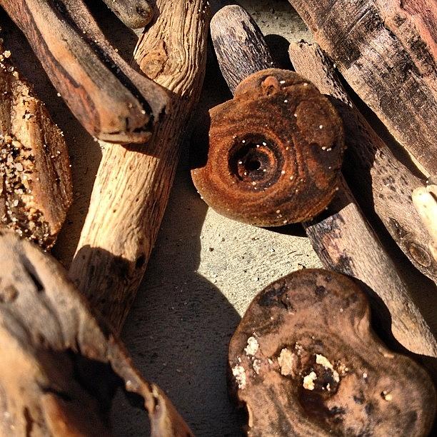 Driftwood Photograph - #fmsphotoaday Something Close Up by Emily Mccormack