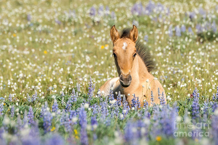 Foal and WildFlowers Photograph by Heather Swan Pixels