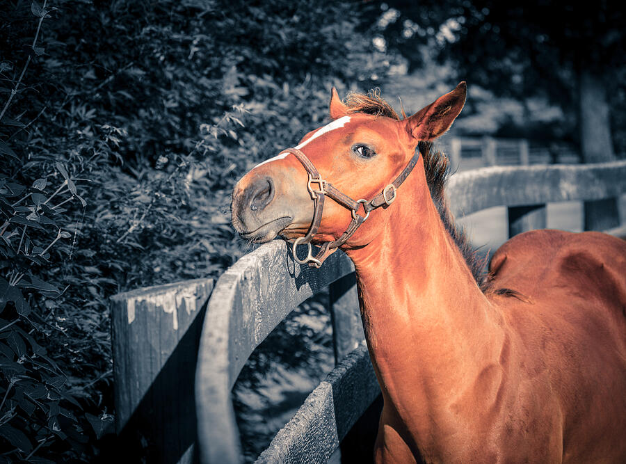 Foal by the fence Photograph by Alexey Stiop