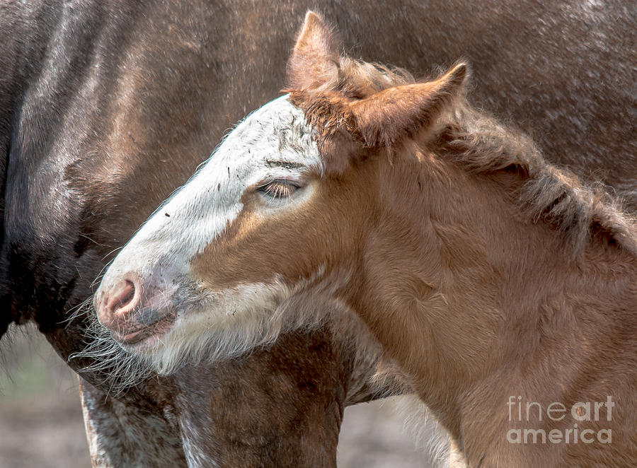 Foal Close Up Photograph by Cheryl Baxter
