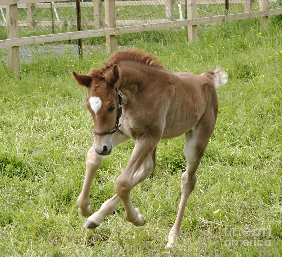 Foal Galloping Photograph by Brian Bevan