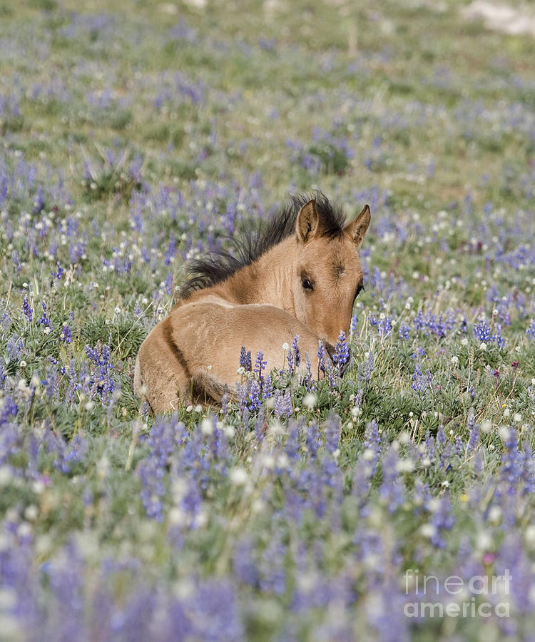 Foal Photograph - Foal in the Lupine by Carol Walker Foal Photograph - Foal in the Lupine by Carol Walker