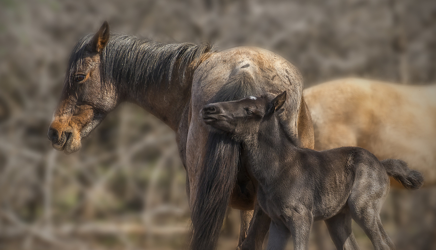 Foal of Affection Photograph by Loree Johnson