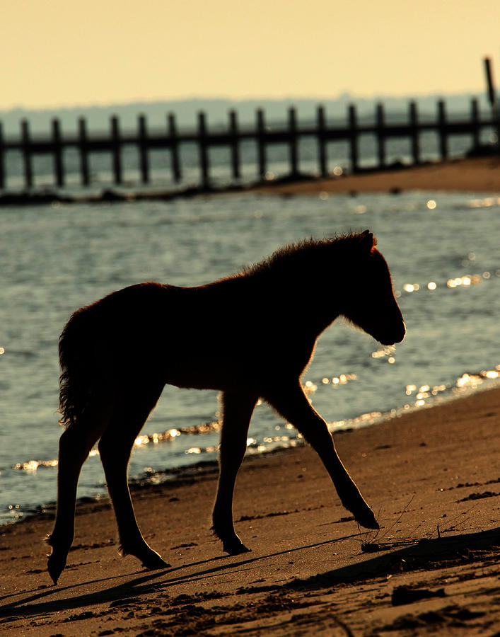 Bird Photograph - Foal on the Beach by Eleszabeth McNeel