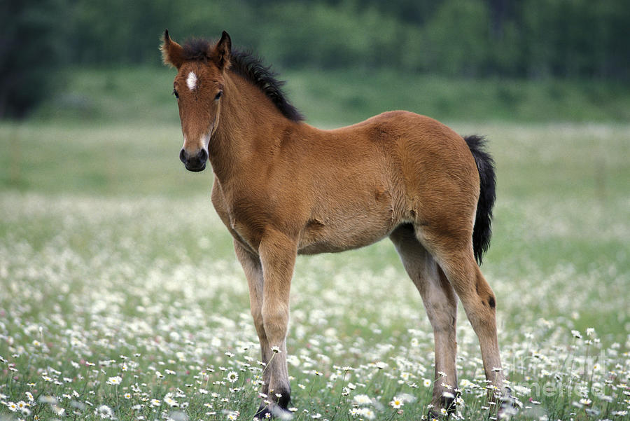 Foal Standing In Meadow Of Flowers Photograph by Rolf Kopfle