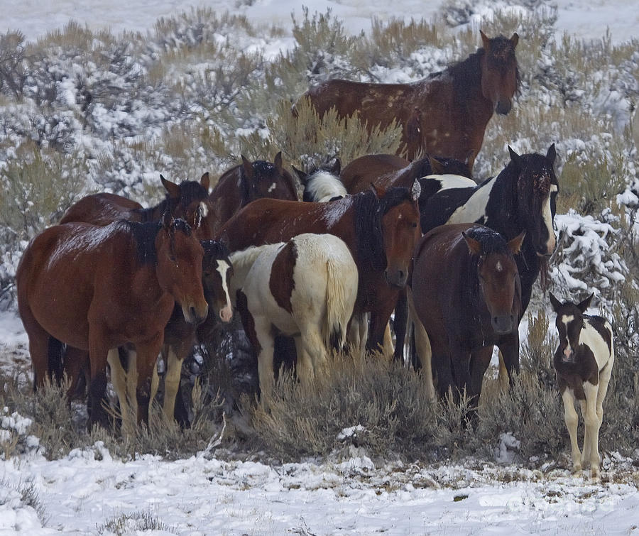 Foals First Winter Photograph by J L Woody Wooden