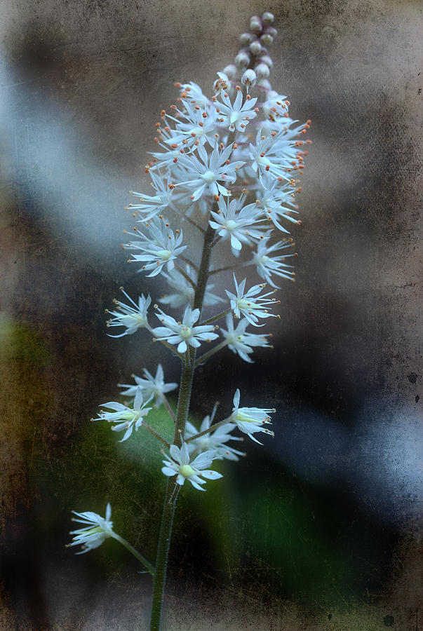 Foam Flower Photograph by Michael Eingle