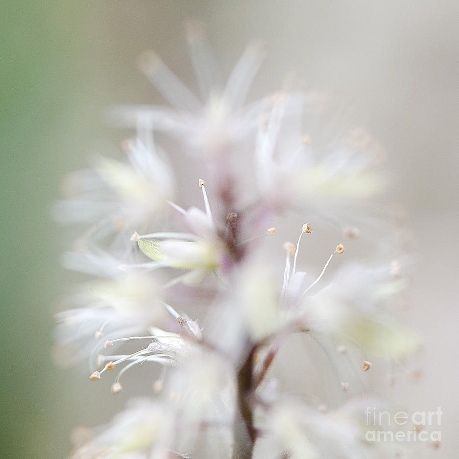 Foamflower Square Photograph by Lee Craig
