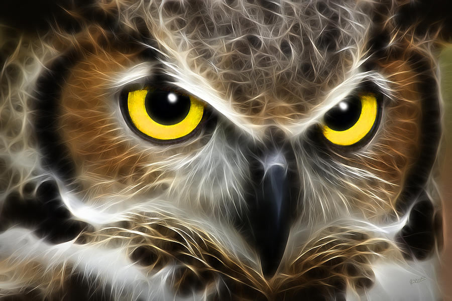 Owl Photograph - Focus by John Robichaud