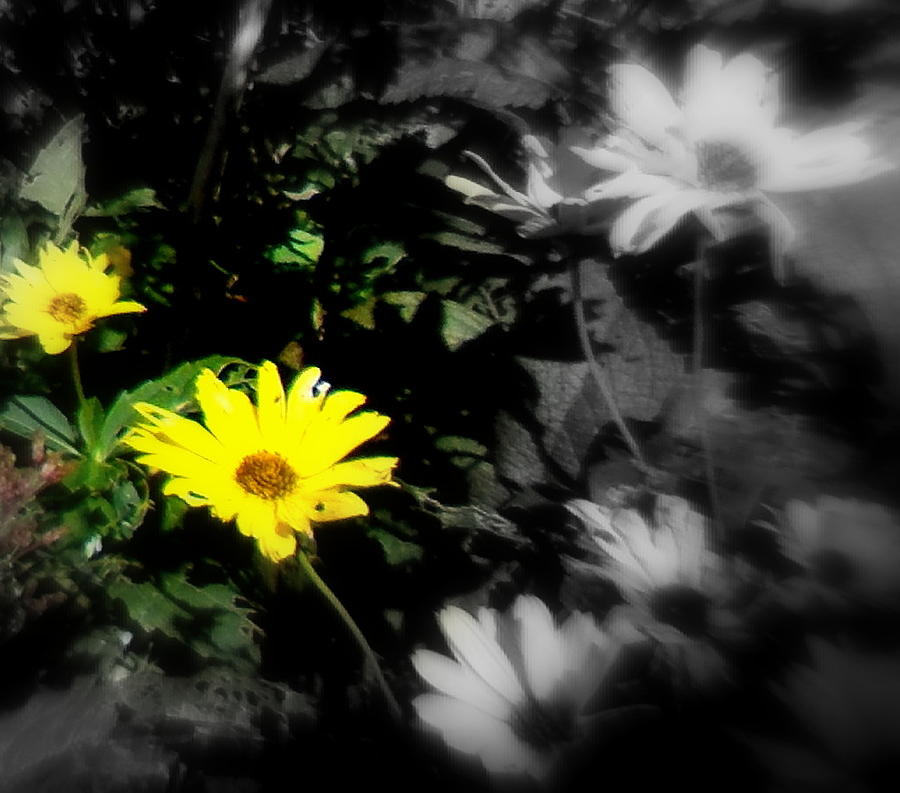 Focus On 2 Yellow Daisies Photograph by Pamela Hyde Wilson