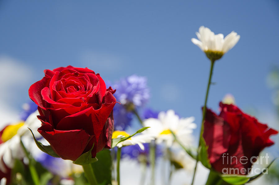 Nature Photograph - Focus on a red rose in a bouquet of summer flowers by Kennerth and Birgitta Kullman