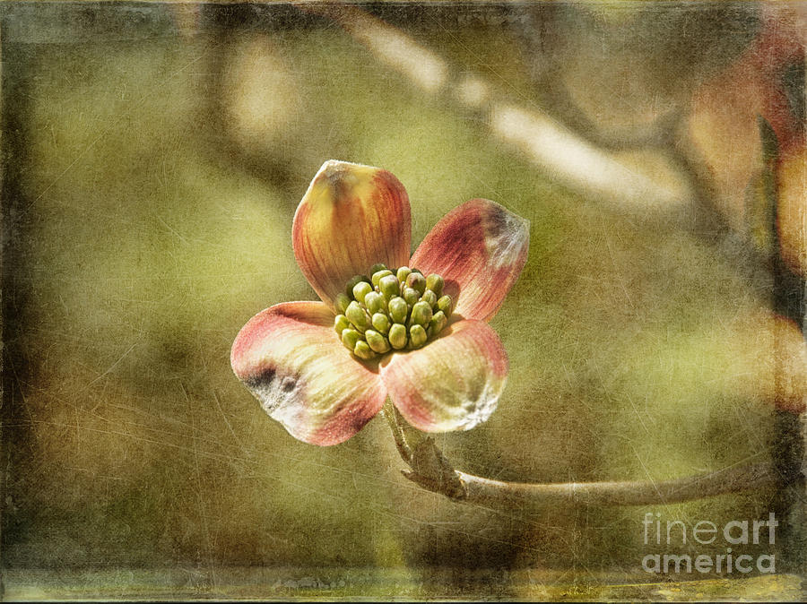 Focus on Dogwood Photograph by Terry Rowe