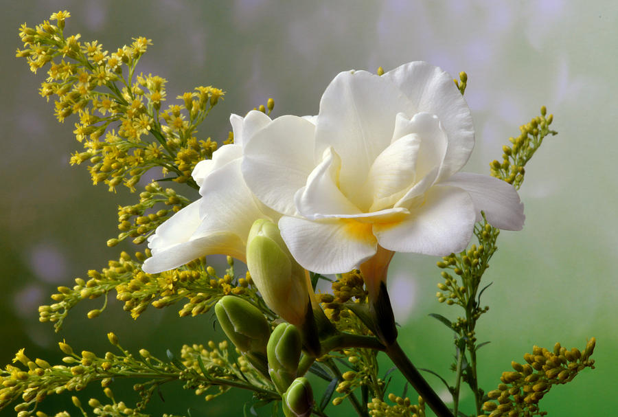 Focus On Freesia. Photograph by Terence Davis