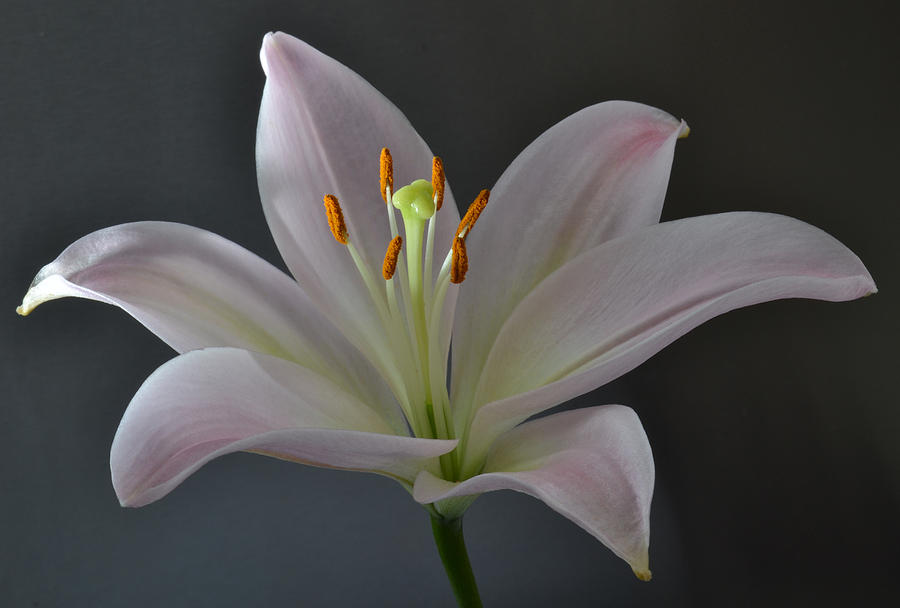 Focus On Lily. Photograph by Terence Davis