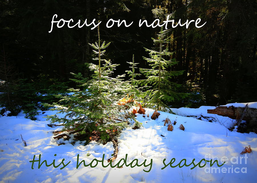 Focus on Nature Holiday Card or Poster Photograph by Carol Groenen
