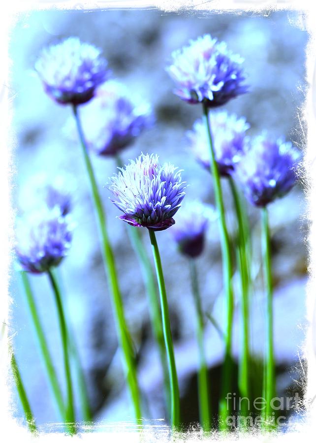 Focus on One Chive with Border Photograph by Carol Groenen