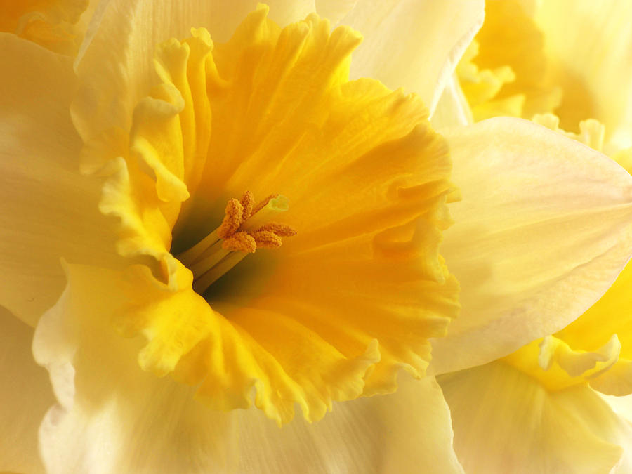 Spring Photograph - Focus on Spring - Daffodil Close Up by Gill Billington