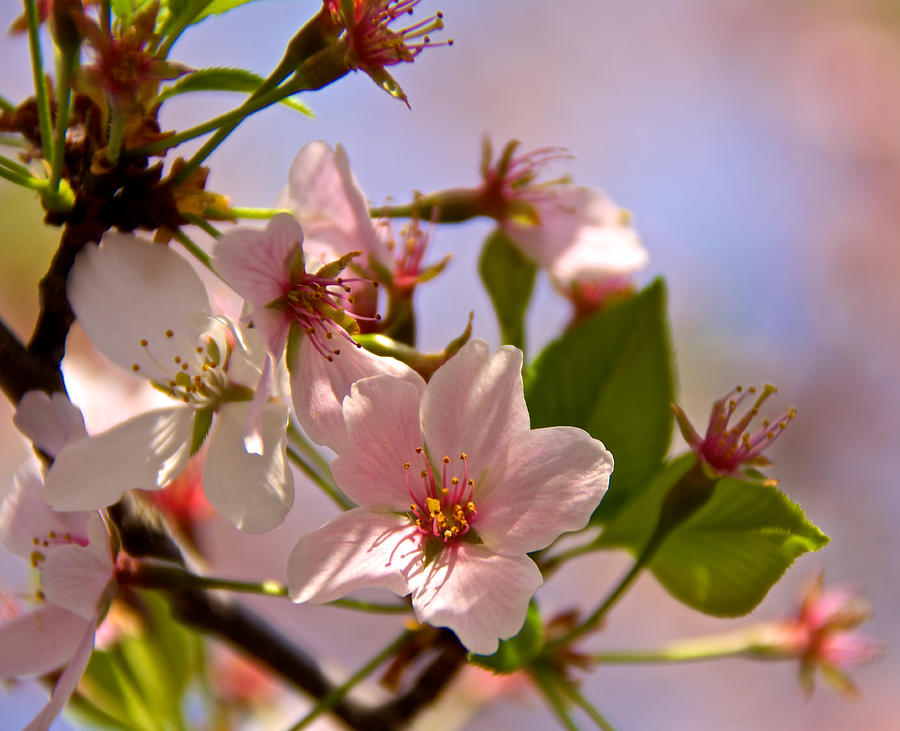 Focus on the Blossoms Photograph by Kathi Isserman